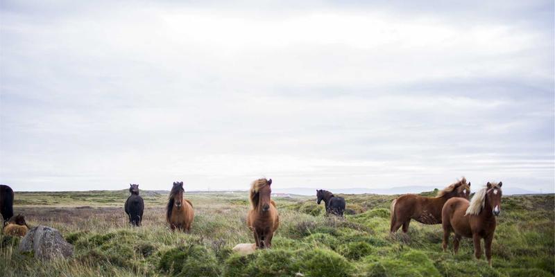 IPv6规模化部署实战指南：企业迁移策略、安全考量与性能优化