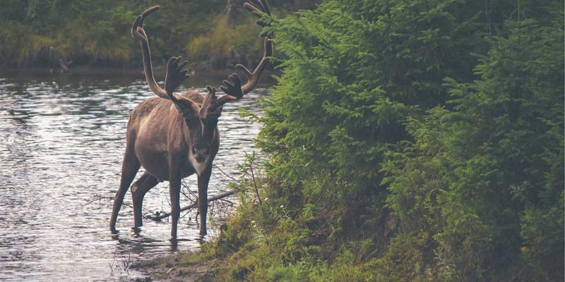 从宕机到高可用：一次电商大促背后的网络技术深度剖析与运维启示