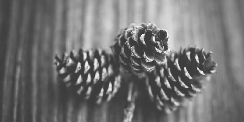 网络技术46：精选技术分享、软件工具与编程资源全解析