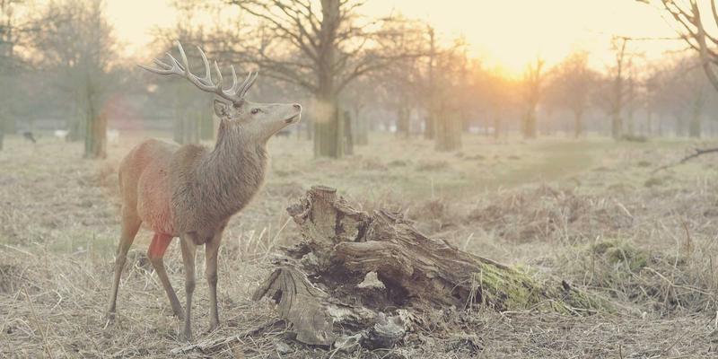 网络技术83：从编程资源到运维指南的完整进阶路径